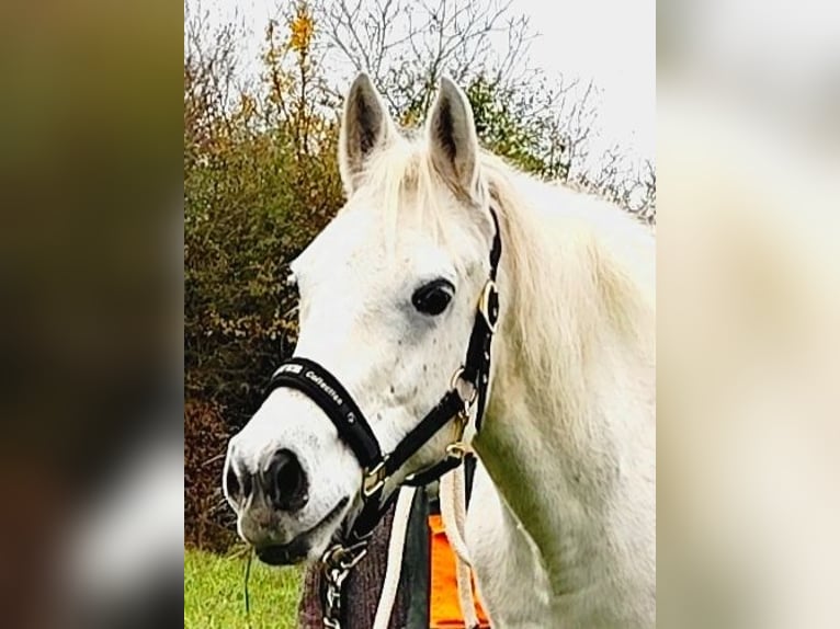 Asil Árabe Caballo castrado 9 años 154 cm Tordo in Gersheim