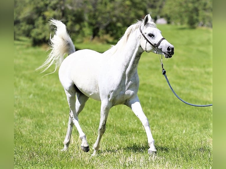 Asil Árabe Caballo castrado 9 años 154 cm Tordo in Gersheim