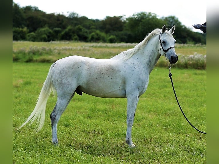 Asil Árabe Caballo castrado 9 años 154 cm Tordo in Gersheim