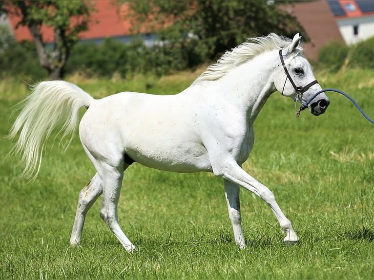 Asil Árabe Caballo castrado 9 años 154 cm Tordo in Gersheim