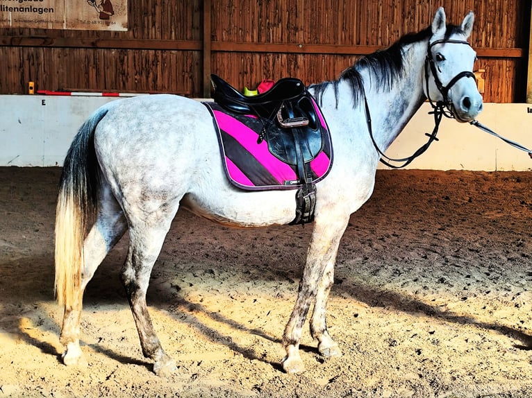 Asil Árabe Caballo castrado 9 años 155 cm Tordo in Gersheim