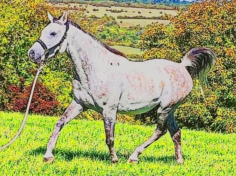 Asil Árabe Caballo castrado 9 años 155 cm Tordo in Gersheim