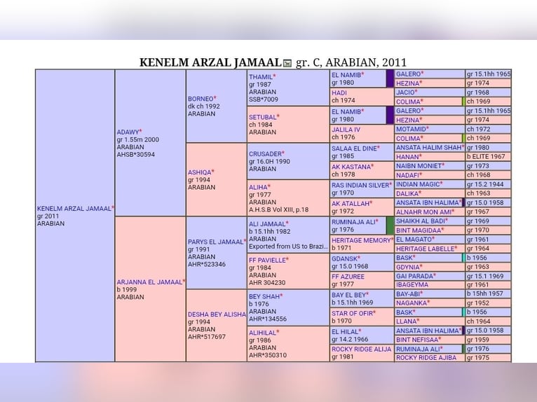 Asil Árabe Mestizo Semental 14 años 157 cm Tordo in Abbeville