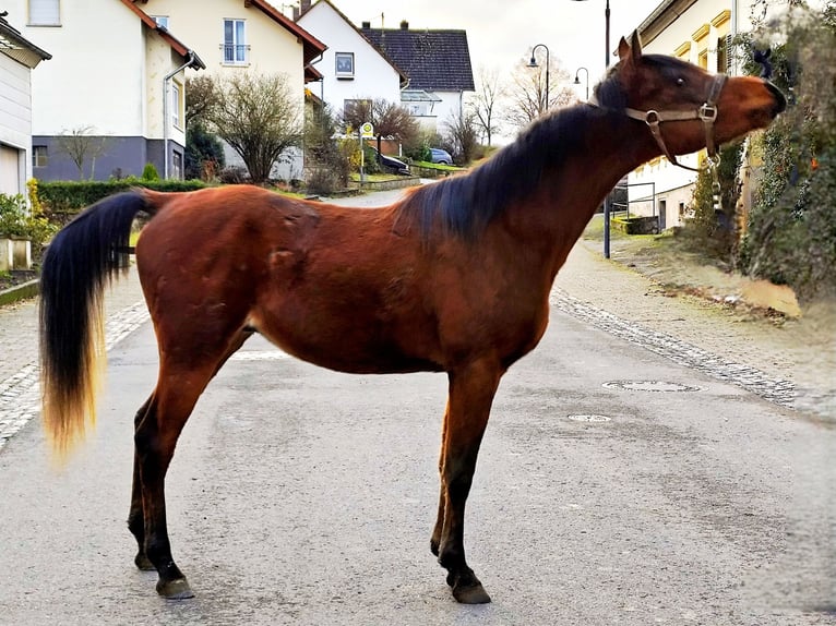 Asil Árabe Semental 2 años 148 cm Castaño in Gersheim