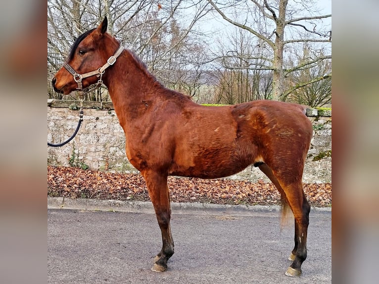 Asil Árabe Semental 2 años 148 cm Castaño in Gersheim