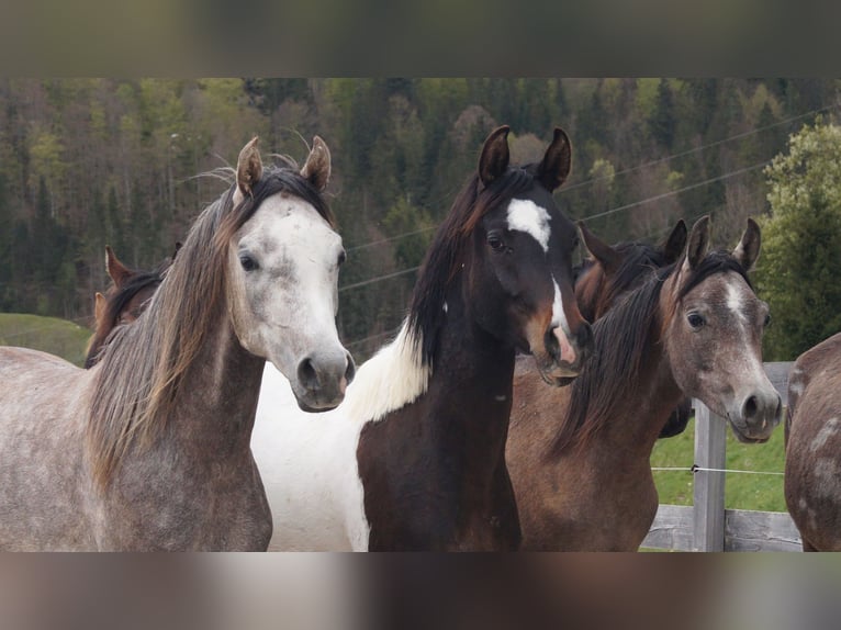 Asil Árabe Semental 2 años 160 cm Musgo in Achenkirch