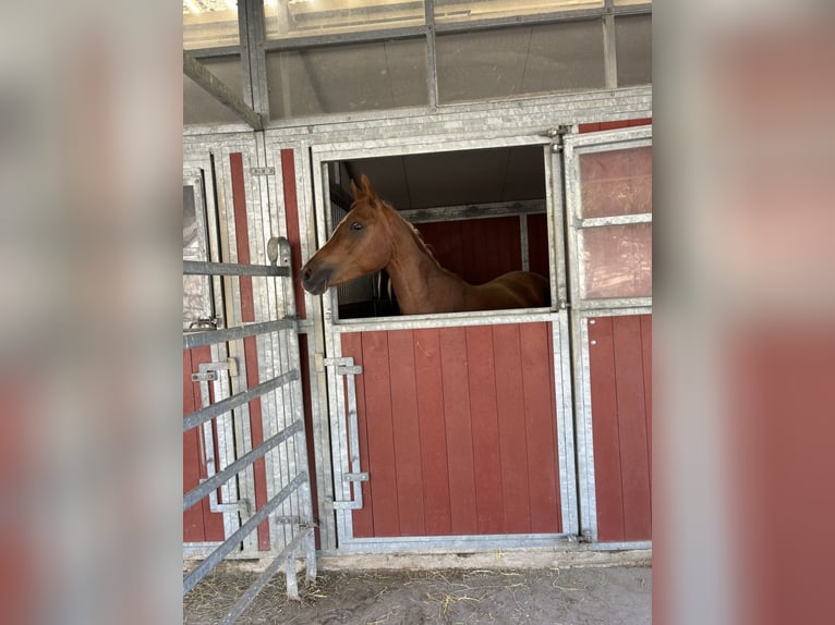 Asil Árabe Semental 3 años 145 cm Alazán-tostado in Niedersachsen