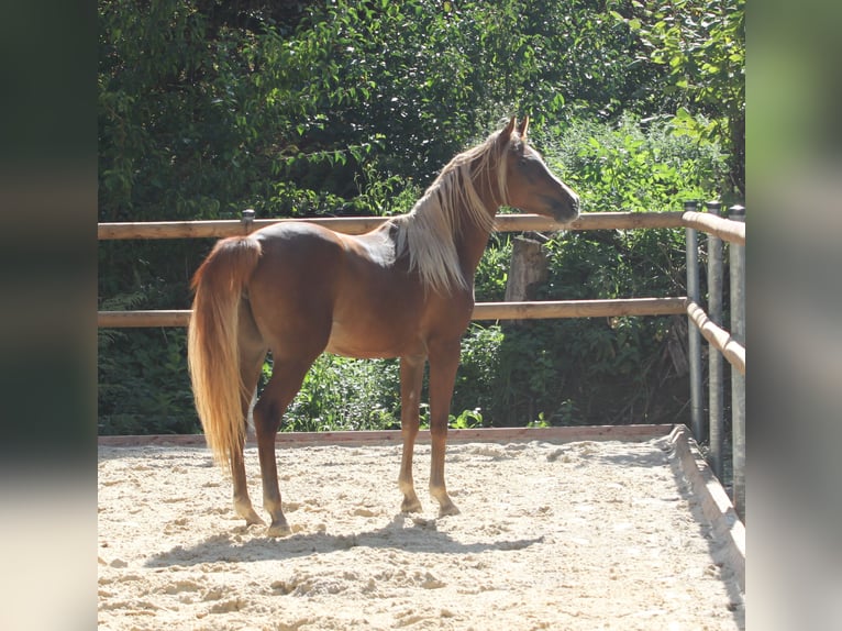 Asil Árabe Semental 3 años 145 cm Alazán-tostado in Niedersachsen