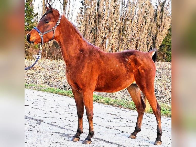 Asil Árabe Semental 3 años 148 cm Castaño in Gersheim