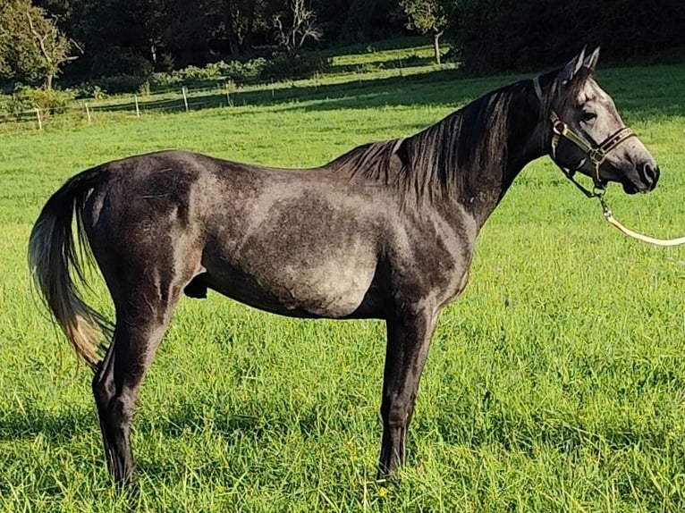 Asil Árabe Semental 4 años 150 cm Tordillo negro in Gersheim