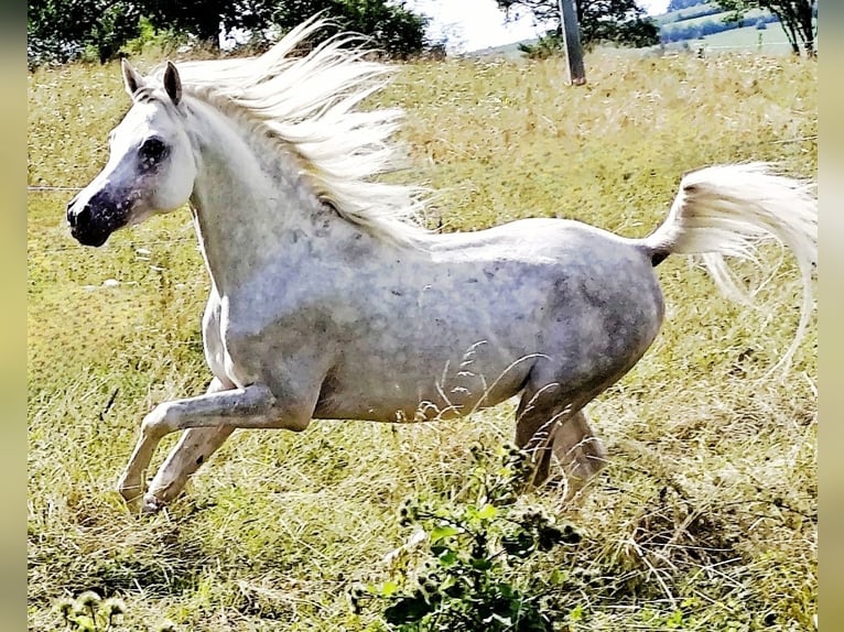 Asil Árabe Semental 4 años 155 cm Tordo in Gersheim