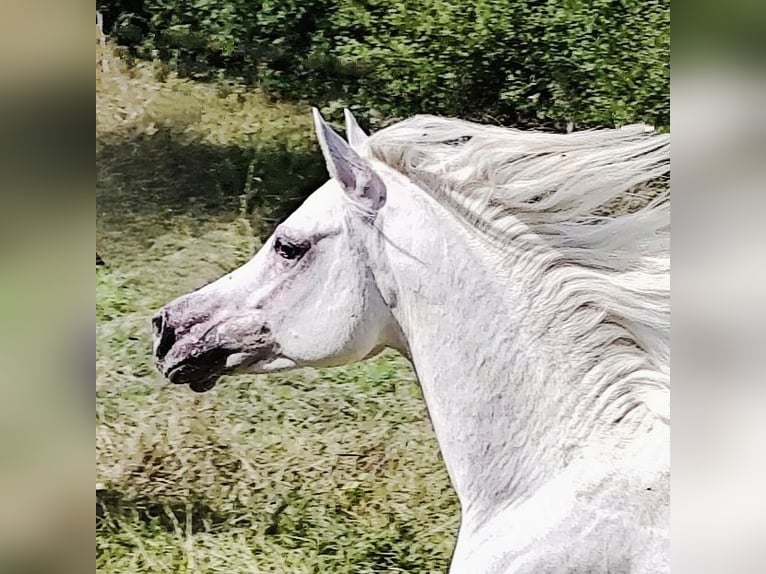 Asil Árabe Semental 4 años 155 cm Tordo in Gersheim