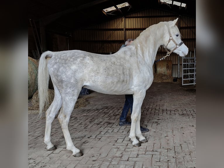 Asil Árabe Semental 5 años 155 cm Tordo in Gersheim