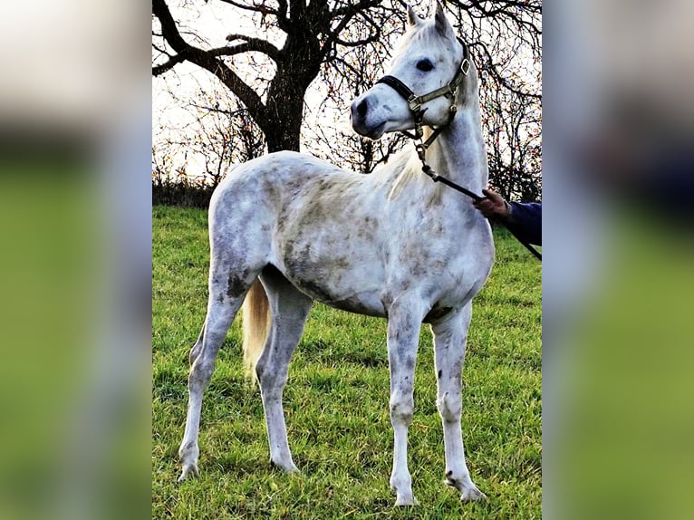 Asil Árabe Semental 5 años 155 cm Tordo in Gersheim