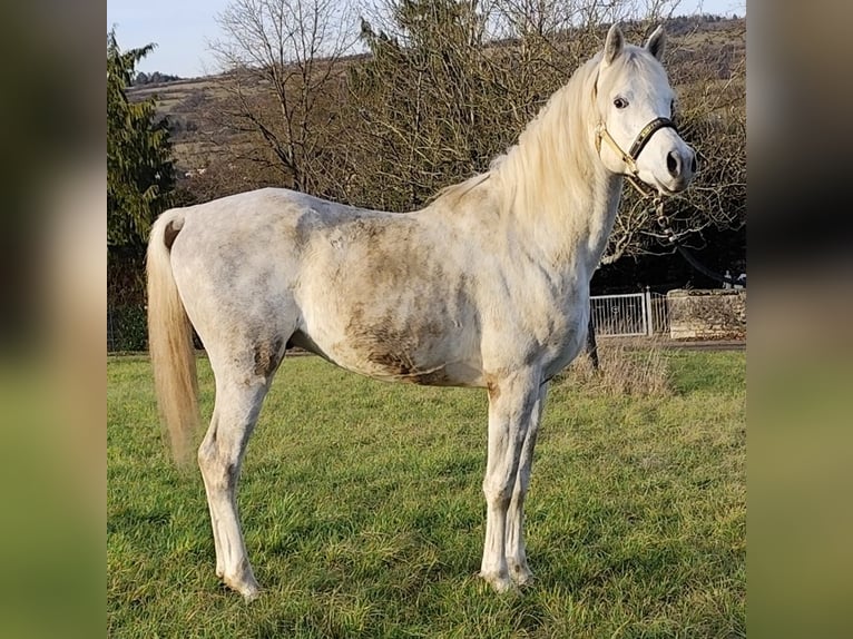 Asil Árabe Semental 5 años 155 cm Tordo in Gersheim