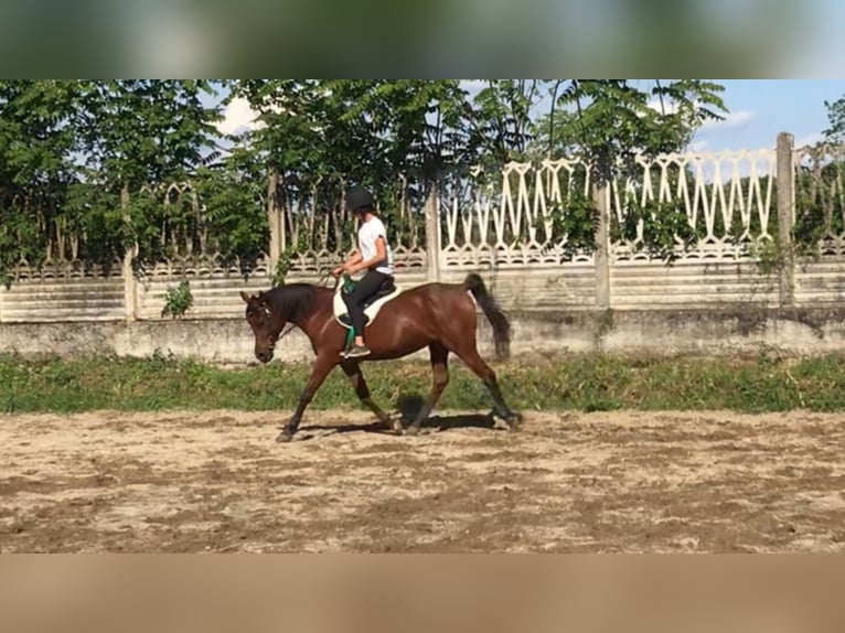 Asil Árabe Yegua 18 años 155 cm Castaño rojizo in Morimondo