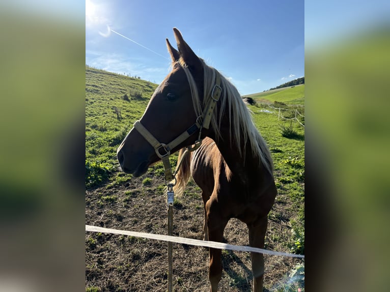 Asil Árabe Yegua 1 año 155 cm Alazán-tostado in Alfeld (Leine)