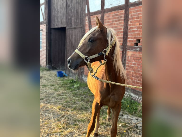 Asil Árabe Yegua 1 año 155 cm Alazán-tostado in Alfeld (Leine)