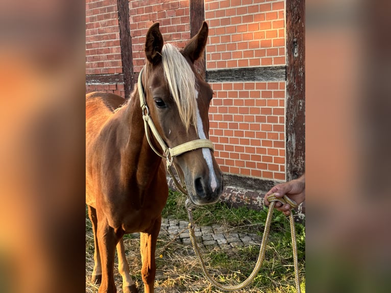 Asil Árabe Yegua 1 año 155 cm Alazán-tostado in Alfeld (Leine)