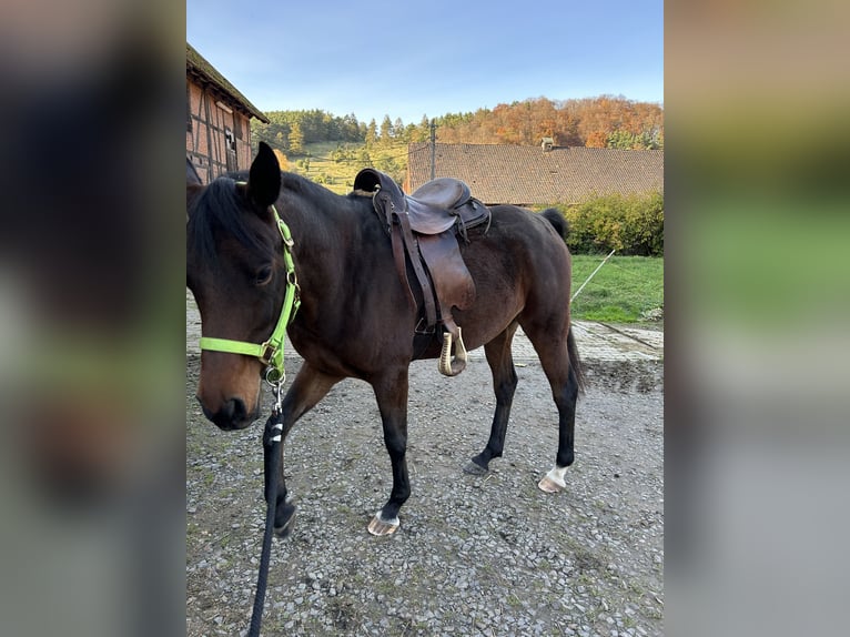 Asil Árabe Yegua 6 años 154 cm Castaño in Witzenhausen