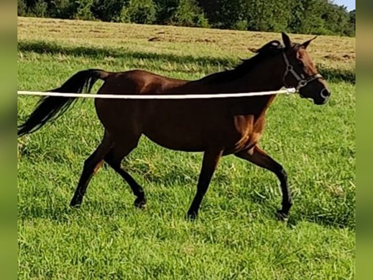 Asil Árabe Yegua 7 años 152 cm Castaño in Gersheim