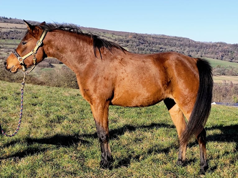 Asil Árabe Yegua 8 años Castaño in Gersheim