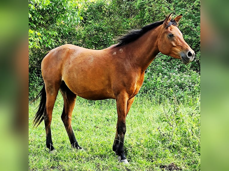 Asil Árabe Yegua 8 años Castaño in Gersheim