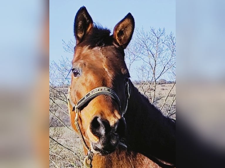 Asil Árabe Yegua 8 años Castaño in Gersheim