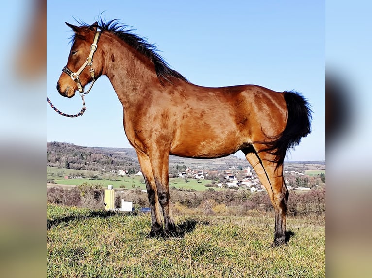 Asil Árabe Yegua 8 años Castaño in Gersheim