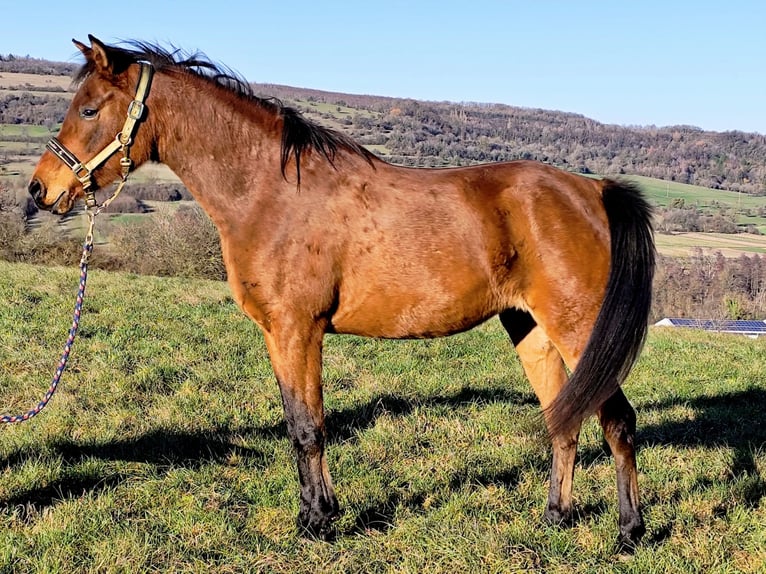 Asil Árabe Yegua 8 años Castaño in Gersheim