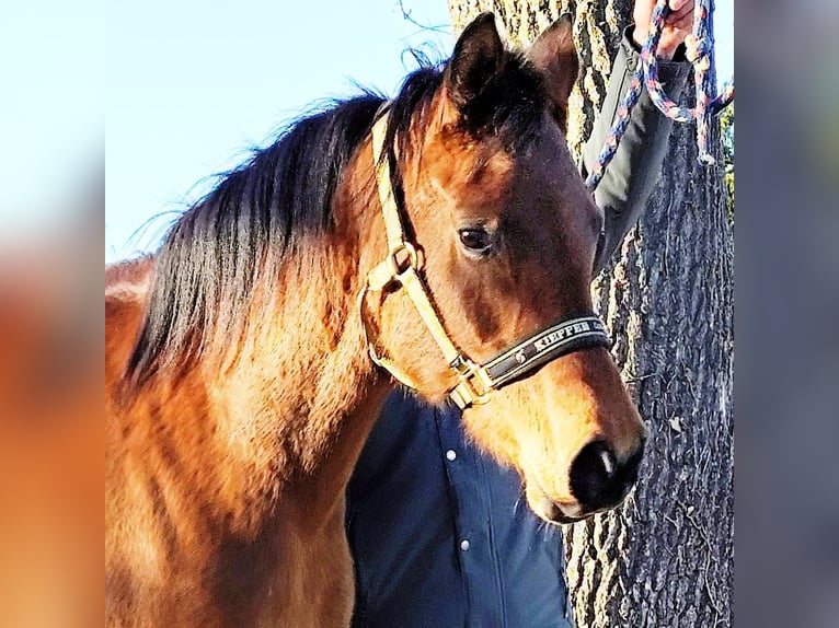 Asil Árabe Yegua 8 años Castaño in Gersheim