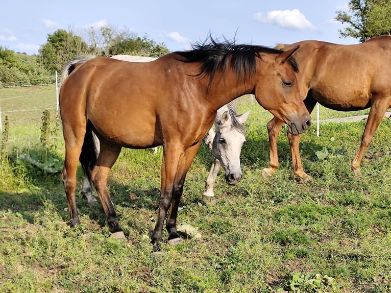 Asil Árabe Yegua 8 años Castaño in Gersheim