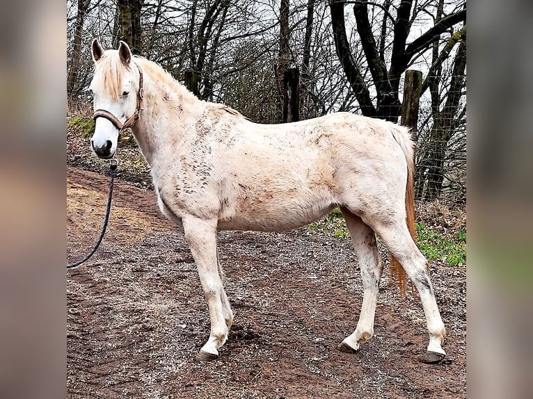 Asil Árabe Yegua 9 años 155 cm Tordo in Schellweiler