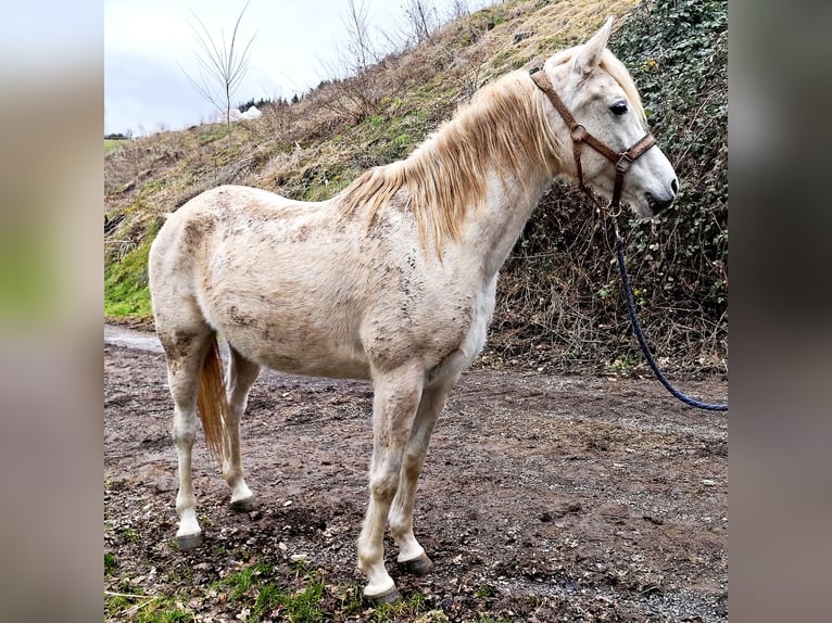 Asil Árabe Yegua 9 años 155 cm Tordo in Schellweiler