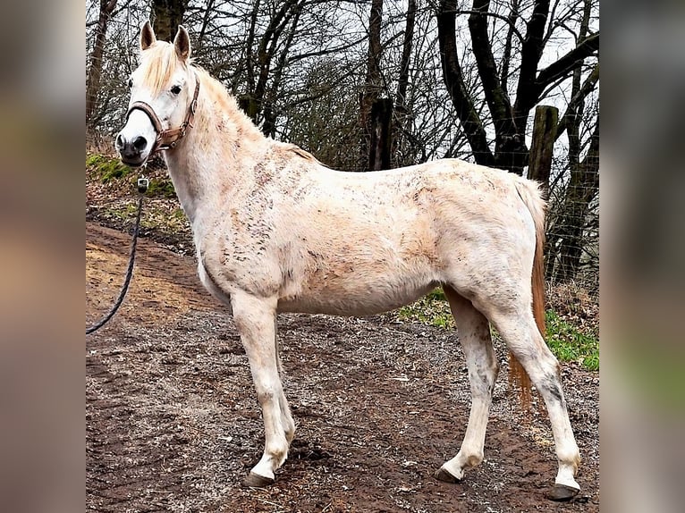 Asil Árabe Yegua 9 años 155 cm Tordo in Schellweiler