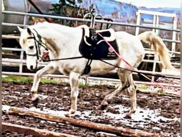 Asil Árabe Yegua 9 años 155 cm Tordo in Schellweiler