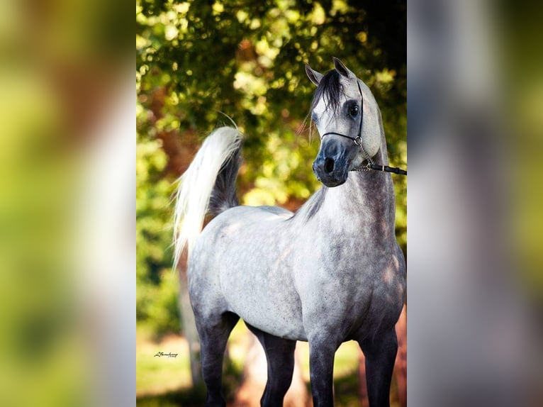 Asil Araber Mix Hengst 14 Jahre 157 cm Schimmel in Abbeville