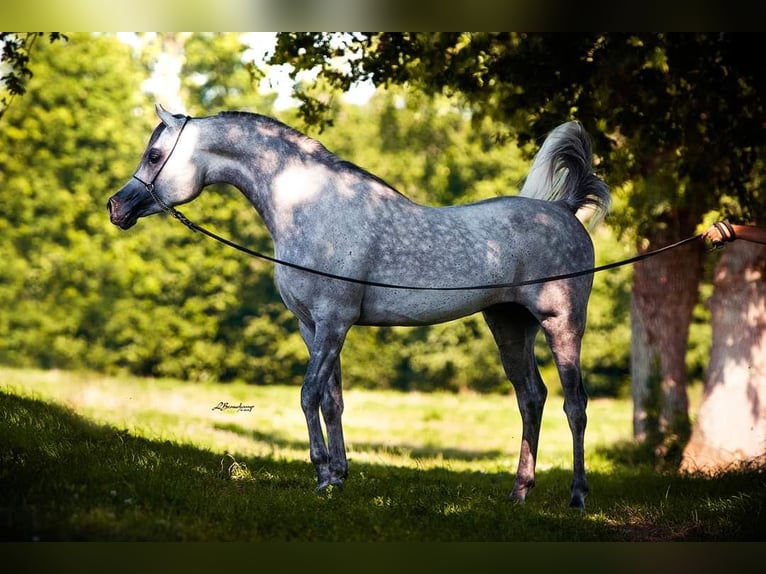 Asil Araber Mix Hengst 14 Jahre 157 cm Schimmel in Abbeville