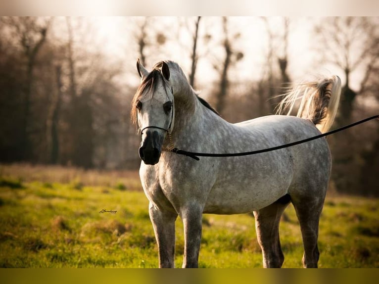 Asil Araber Mix Hengst 14 Jahre 157 cm Schimmel in Abbeville