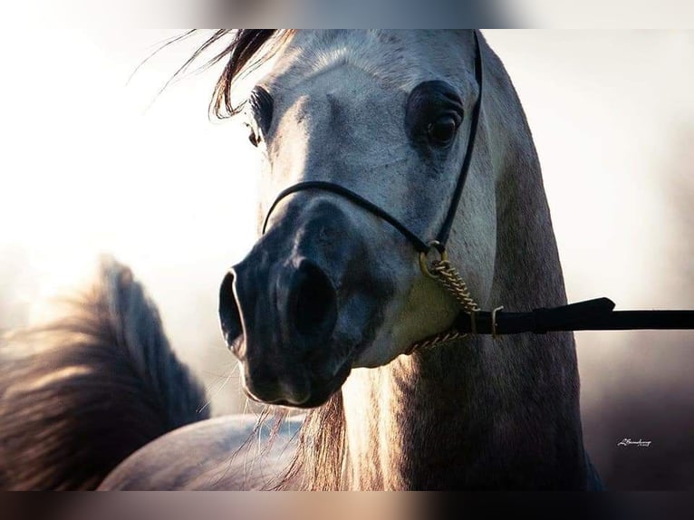 Asil Araber Mix Hengst 14 Jahre 157 cm Schimmel in Abbeville