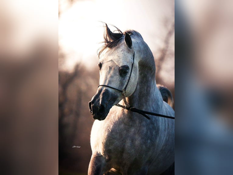 Asil Araber Mix Hengst 14 Jahre 157 cm Schimmel in Abbeville