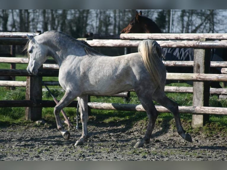 Asil Araber Mix Hengst 14 Jahre 157 cm Schimmel in Abbeville