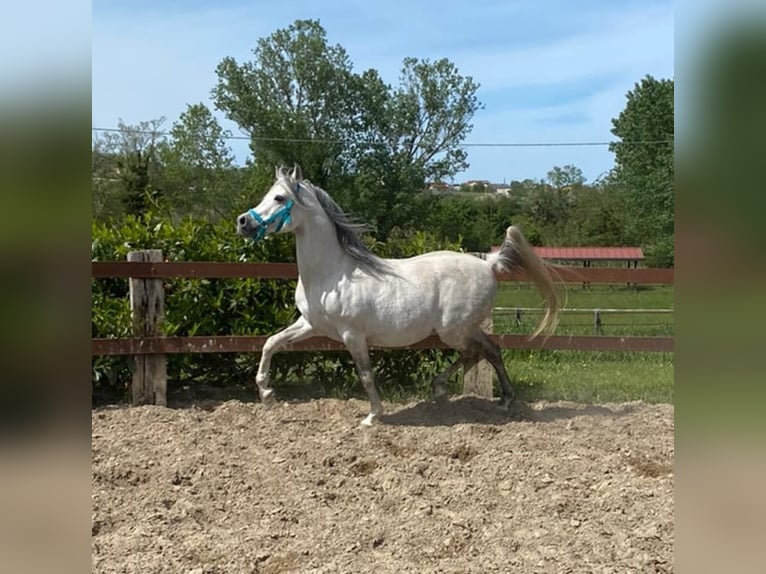 Asil Araber Hengst 15 Jahre 154 cm Schimmel in Morciano Di Romagna