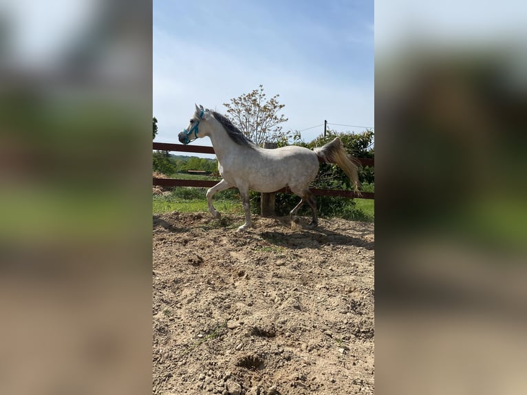 Asil Araber Hengst 15 Jahre 154 cm Schimmel in Morciano Di Romagna
