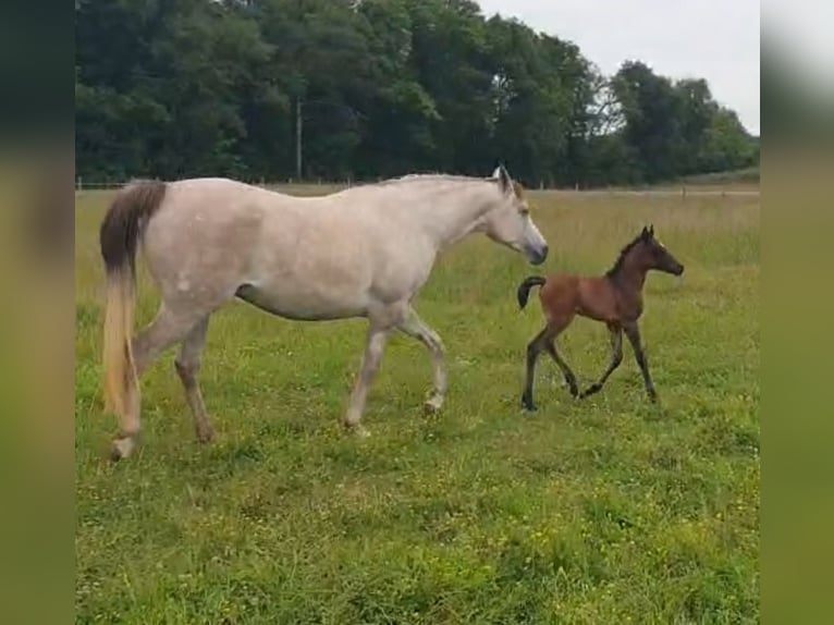Asil Araber Hengst 1 Jahr Brauner in VERNON