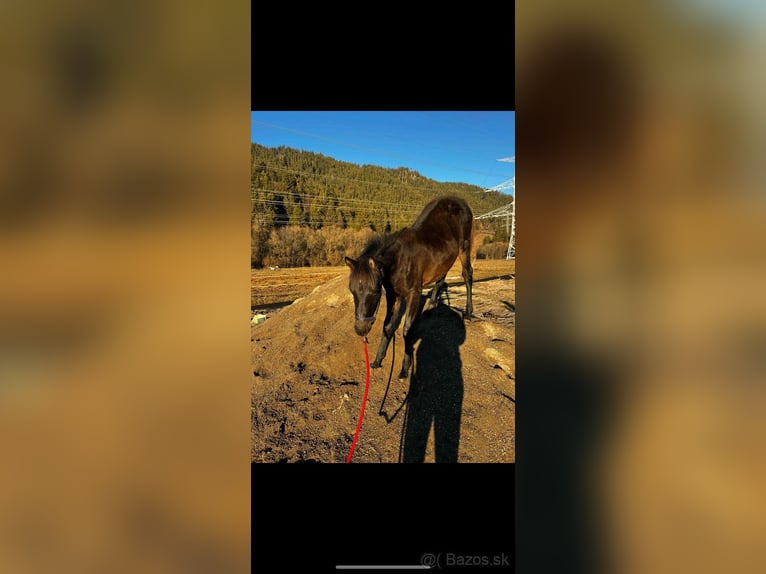 Asil Araber Hengst 1 Jahr Dunkelbrauner in Slovakia