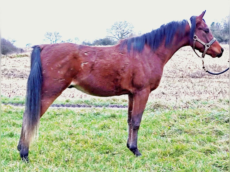 Asil Araber Hengst 2 Jahre 148 cm Brauner in Gersheim