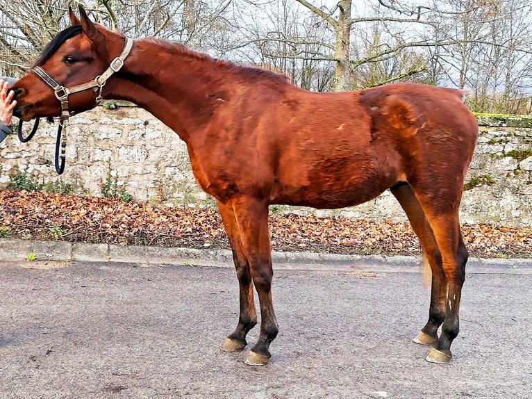 Asil Araber Hengst 2 Jahre 148 cm Brauner in Gersheim