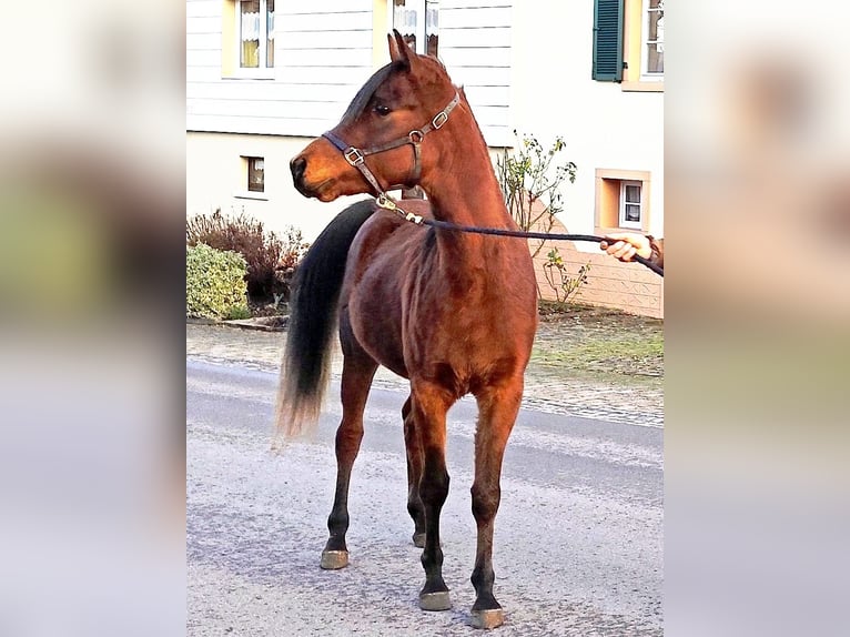 Asil Araber Hengst 2 Jahre 148 cm Brauner in Gersheim