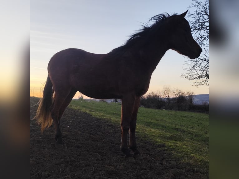Asil Araber Hengst 3 Jahre 148 cm Brauner in Gersheim
